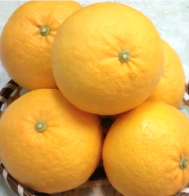 甘夏画像